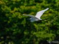 Seidenreiher - Egretta garzetta - Little Egret
