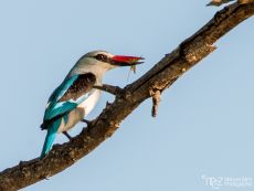 Woodland Kingfisher - Halcyon senegalensis
