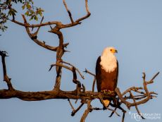 African Fish-eagle - Haliaeetus vocifer 02