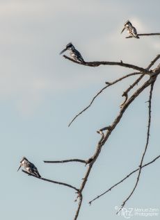 Pied Kingfisher - Ceryle rudis