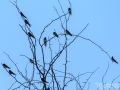 Rauchschwalbe - Hirundo rustica - Barn Swallow