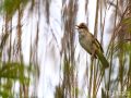 Drosselrohrsänger - Acrocephalus arundinaceus - Great Reed Warbler