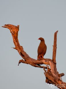 Red-billed Francolin (Spurfowl) - Pternistis adspersus