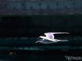 Flussseeschwalbe - Sterna hirundo - Common Tern-2