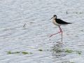 Stelzenläufer - Himantopus himantopus - Black-winged Stilt, male