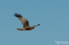 Rohrweihe - Circus aeruginosus - Western Marsh Harrier