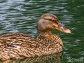 Stockente - Anas platyrhynchos - Mallard
