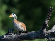 African Pygmy-goose - Nettapus auritis (male)
