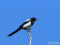 Elster - Pica pica - Eurasian Magpie