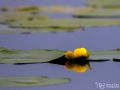 Gelbe Teichrose - Nuphar lutea - Yellow water-lily