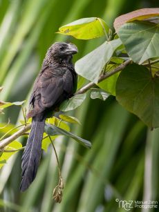 Smooth-billed Ani - Crotophaga ani