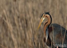 Purpurreiher - Ardea purpurea - Purple Heron