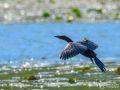 Zwergscharbe - Phalacrocorax pygmeus - Pygmy Cormorant