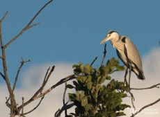 Grey Heron - Ardea cinerea
