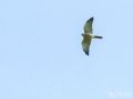 Kurzfangsperber - Accipiter brevipes - Levant Sparrowhawk