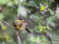 Zaunammer - Emberiza cirlus - Cirl Bunting, male
