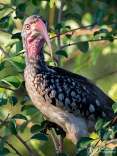 (Southern) Red-billed Hornbill - Tockus rufirostris 02