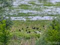 Sichler - Plegadis falcinellus - Glossy Ibis