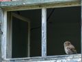 Steinkauz - Athene noctua - Little Owl