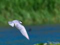 Weißbart-Seeschwalbe - Chlidonias hybrida - Whiskered Tern