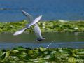 Weißbart-Seeschwalbe - Chlidonias hybrida - Whiskered Tern