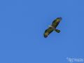 Wespenbussard - Pernis apivorus - European Honey Buzzard