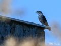Blaumerle - Monticola solitarius - Blue Rock Thrush, male