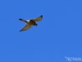 Turmfalke - Falco tinnunculus - Common Kestrel, male