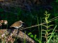 Flussuferläufer - Actitis hypoleucos - Common Sandpiper