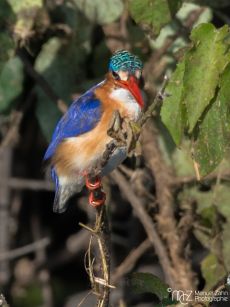 Malachite Kingfisher - Corythornis cristatus 04
