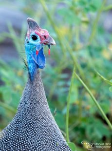 Helmeted Guineafowl - Numida meleagris