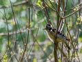 Kleinspecht - Dendrocopos minor - Lesser Spotted Woodpecker, female