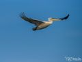 Krauskopfpelikan - Pelecanus crispus - Dalmatian Pelican