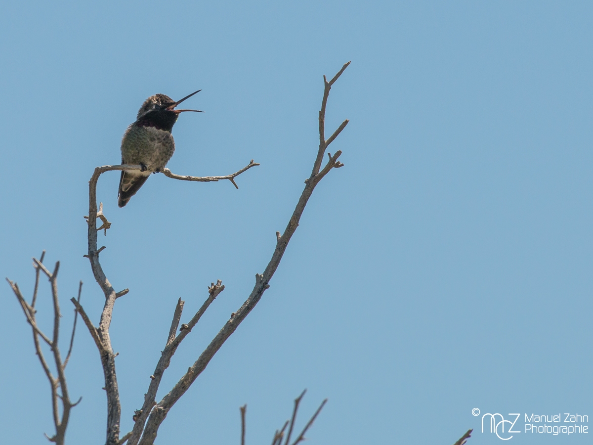 Anna's Hummingbird - Calypte anna - Annakolibri