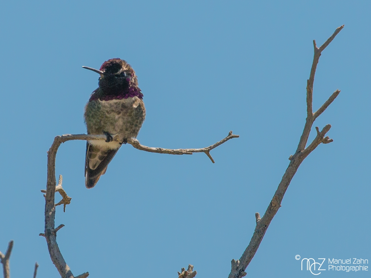 Anna's Hummingbird - Calypte anna - Annakolibri