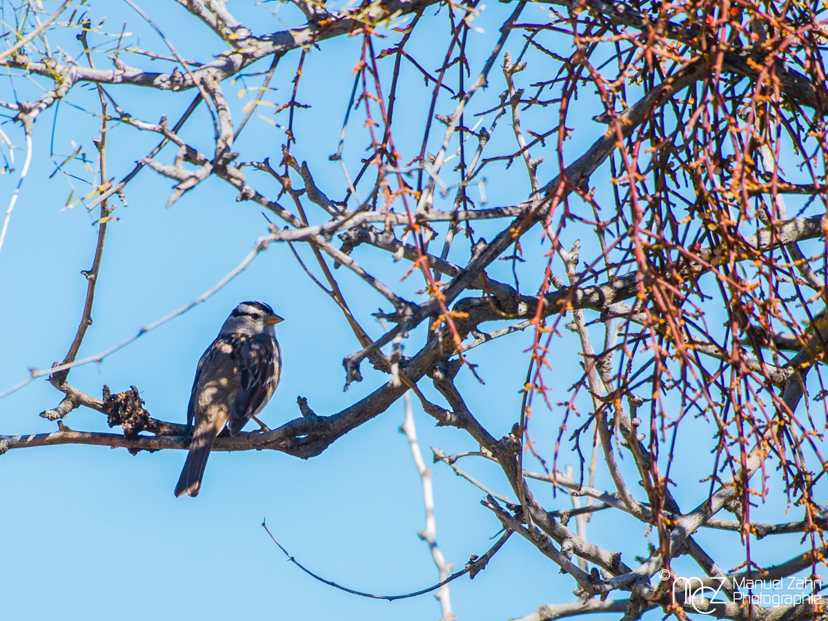 White-crowned sparrow - Zonotrichia leucophrys - Dachsammer