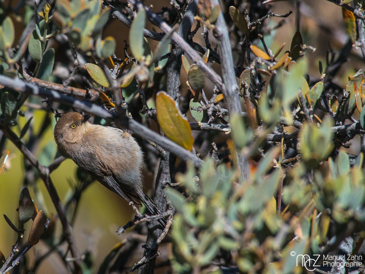 Bushtit (female) - Psaltriparus minimus