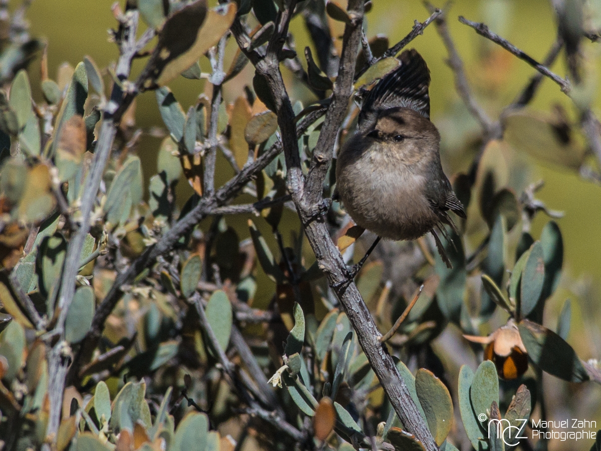 Bushtit (male) - Psaltriparus minimus