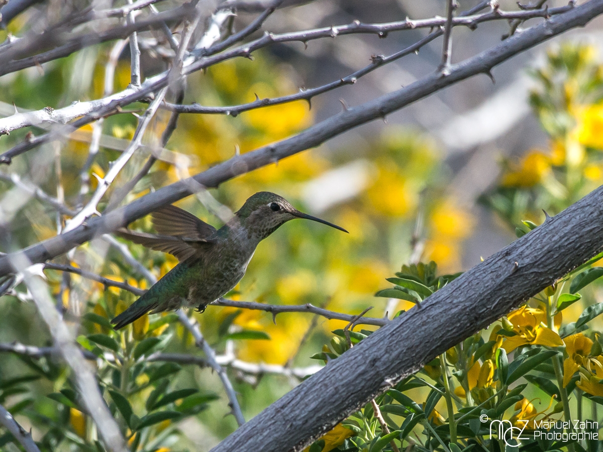 Anna's Hummingbird (female) - Calypte anna - Annakolibri
