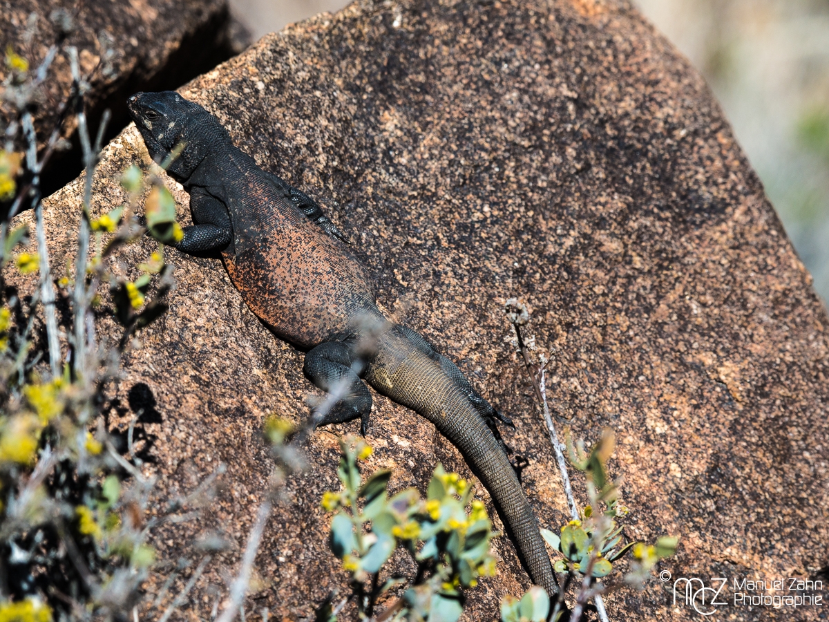 Common Chuckwalla - Sauromalus ater
