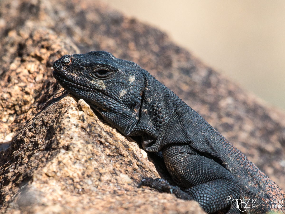Common Chuckwalla - Sauromalus ater