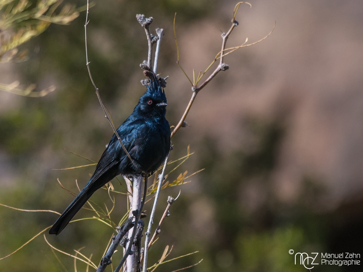Phainopepla (male) - Phainopepla nitens - Trauerseidenschnäpper