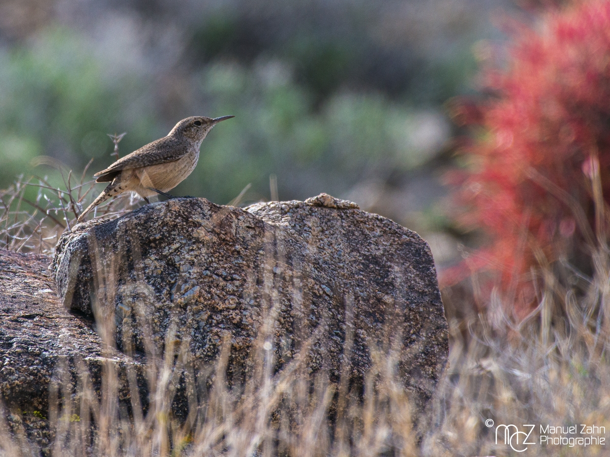 Rock Wren - Salpinctes obsoletus - Felsenzaunkönig