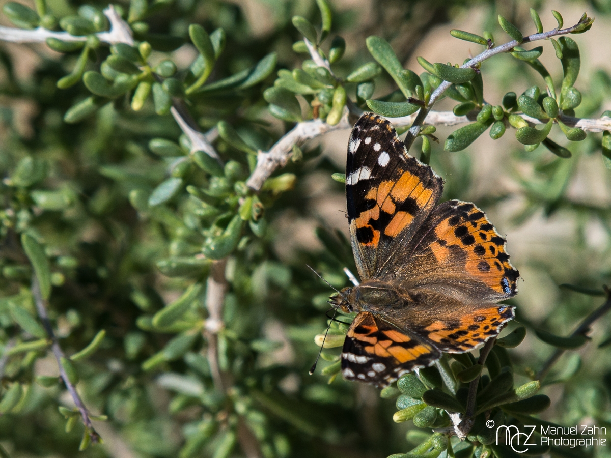Cosmopolitan - Vanessa cardui - Distelfalter