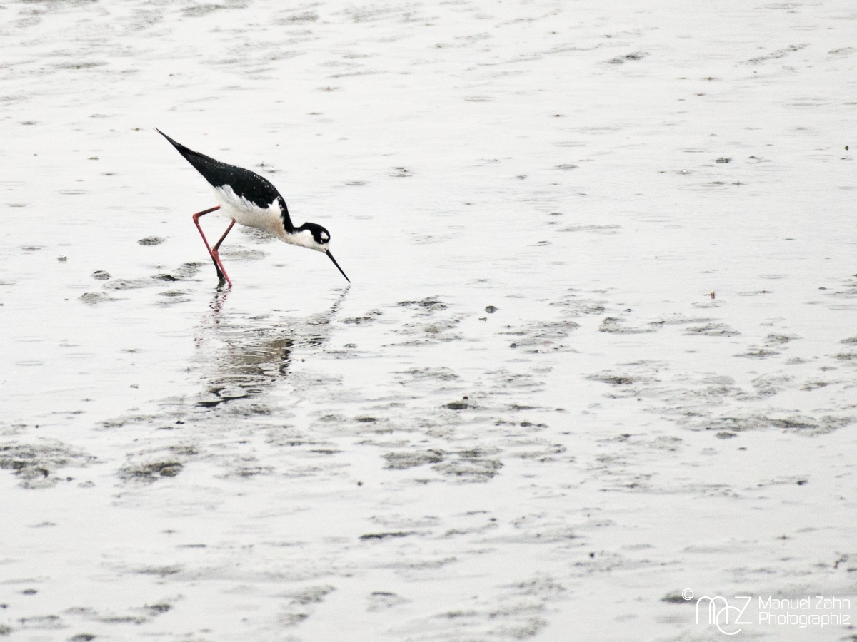 Black-necked stilt - Himantopus mexicanus - Amerikanischer Stelzenläufer