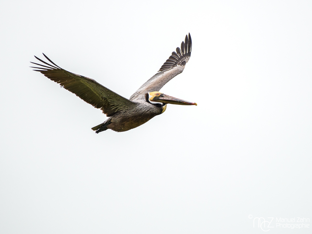 Brown pelican - Pelecanus occidentalis - Brauner Pelikan