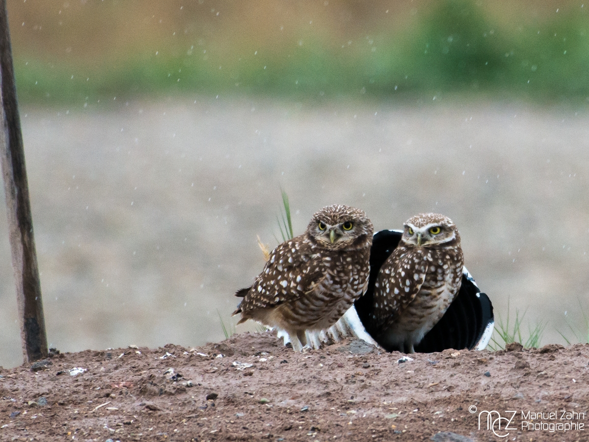 Burrowing owl - Athene cunicularia - Höhleneule