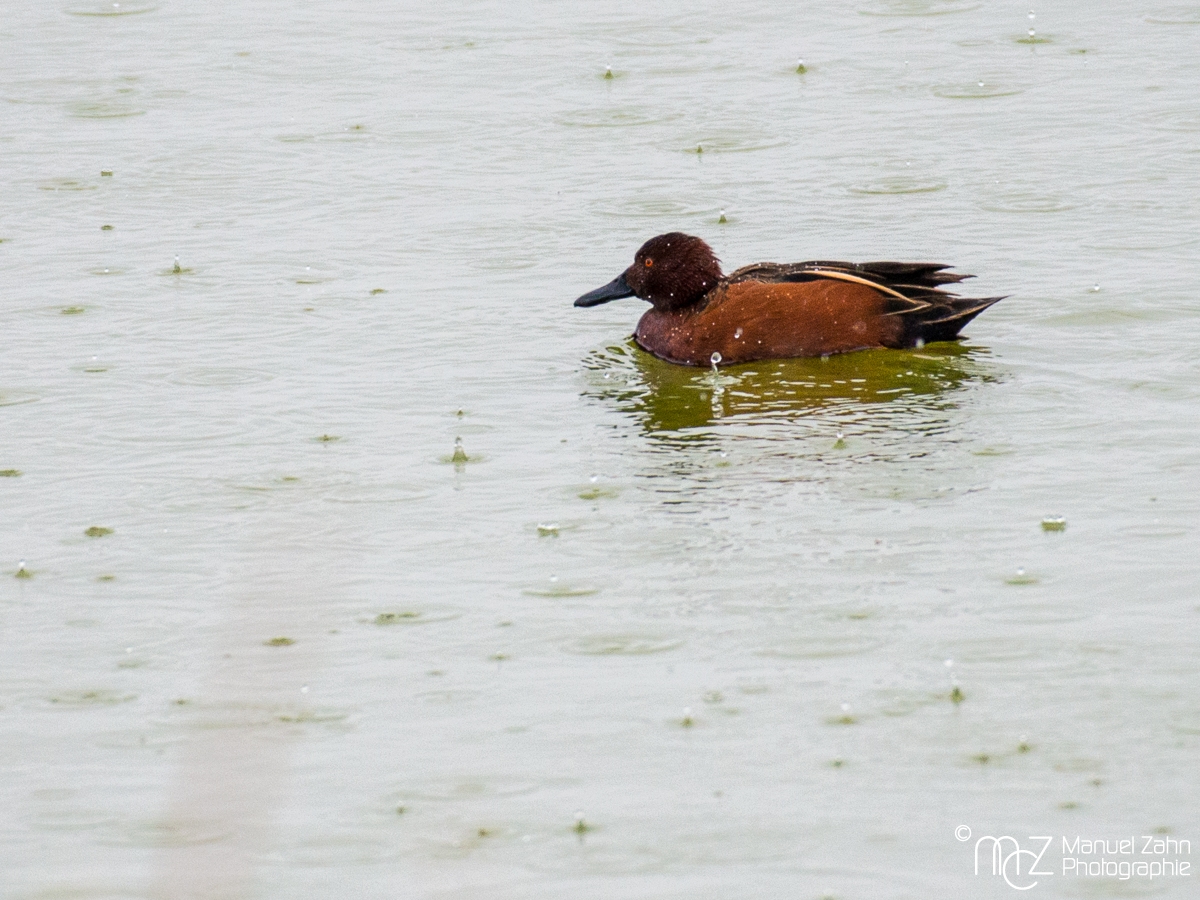 Cinnamon teal - Anas cyanoptera - Zimtente