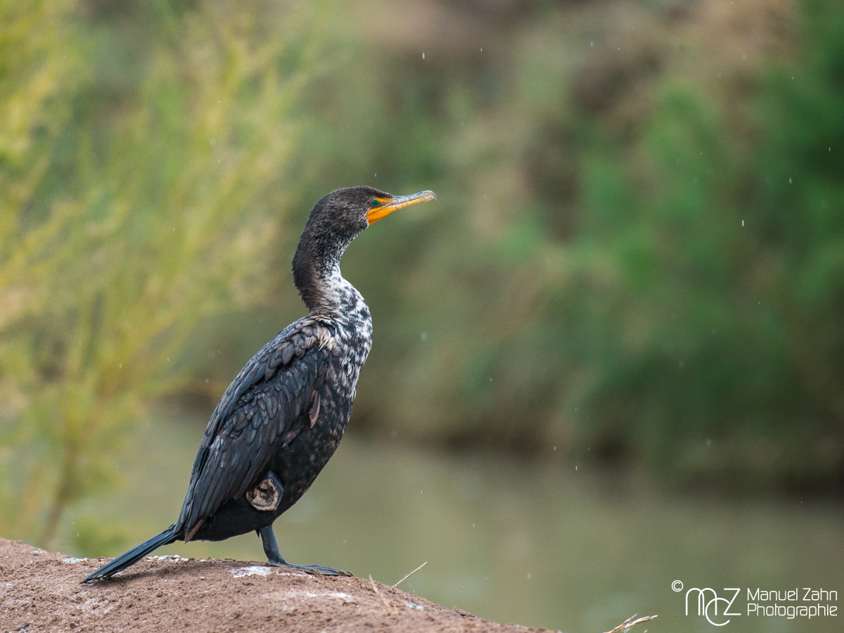 Double-crested cormorant - Farallon cormorant - Phalacrocorax auritus albociliatus - Ohrenscharbe