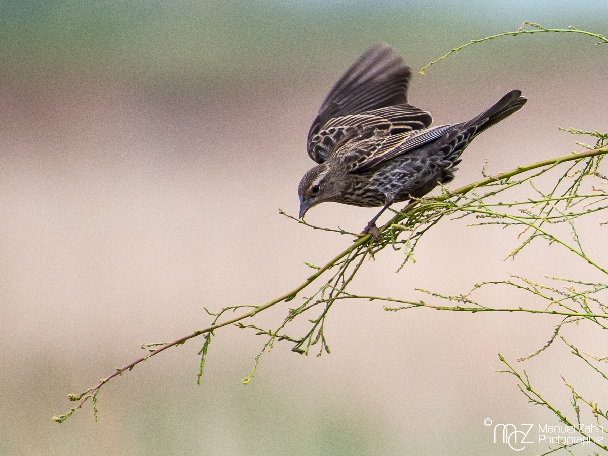 Red-winged  Blackbird - female - Agelaius phoeniceus - Rotflügel-Schwarzstärling